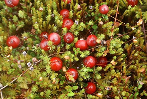 Eco Organic Natural Russian Siberian Creamed Spread Honey